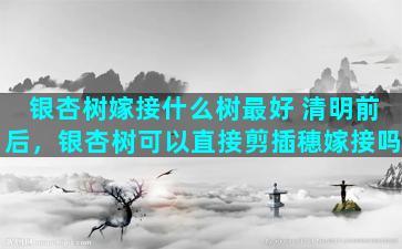 银杏树嫁接什么树最好 清明前后，银杏树可以直接剪插穗嫁接吗